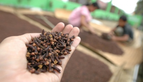 Pedagang �Ancam� Petani Cengkih